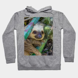 Adorable Sloth Hoodie